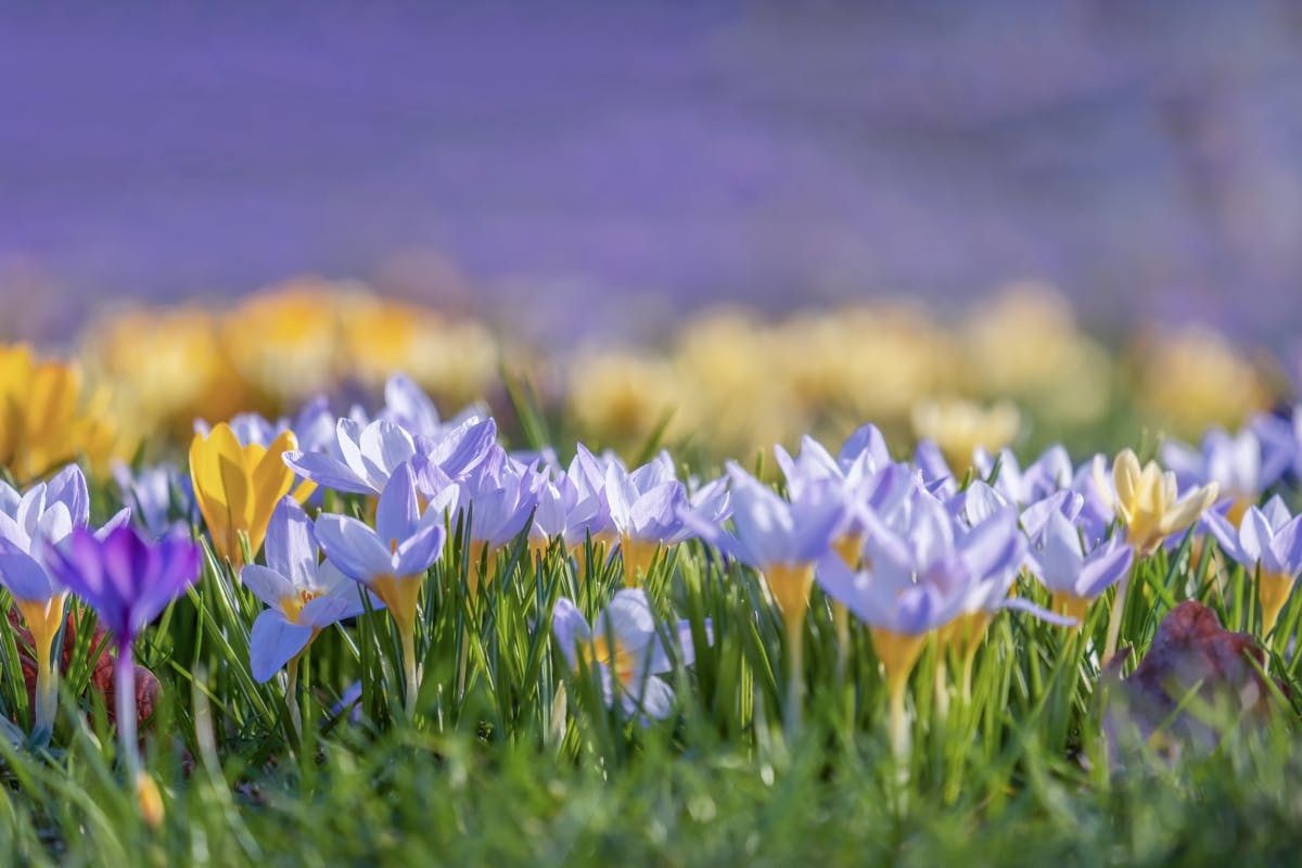 Fiori di crocus da zafferano