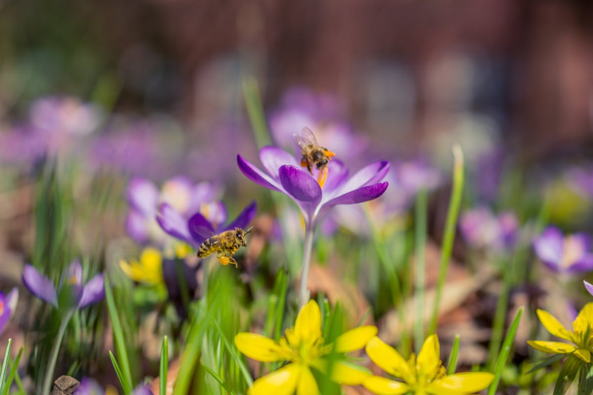 Raccolta manuale dei fiori di crocus